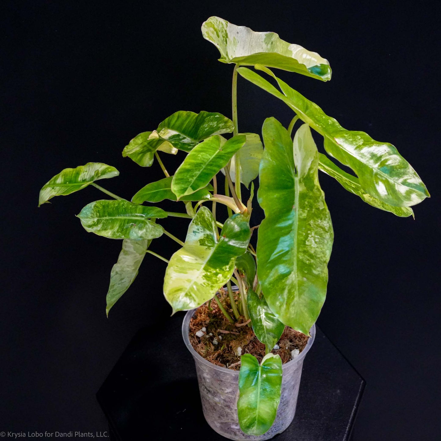 Philodendron 'Burle Marx' Tricolor Variegated (Grower's Choice)