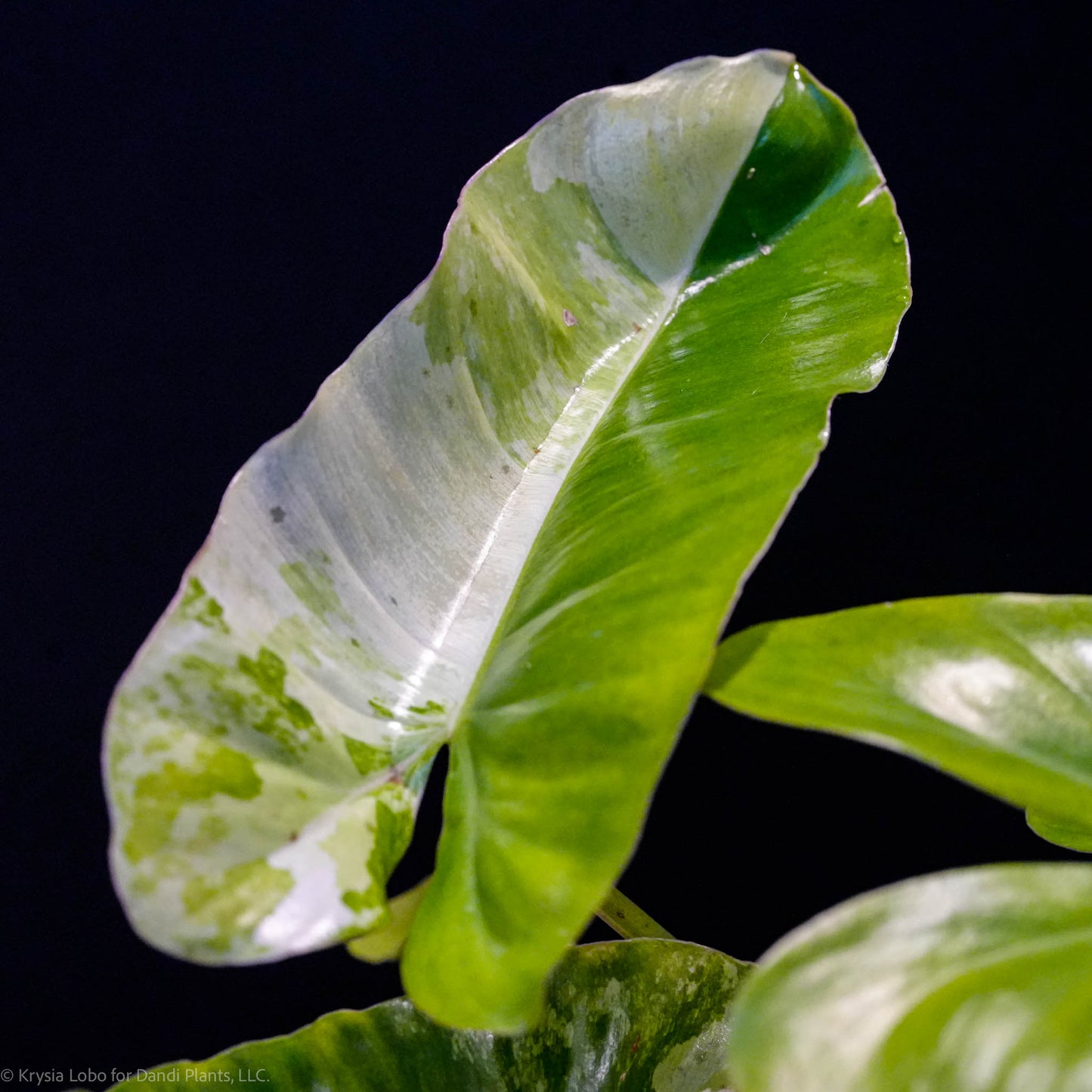 Philodendron 'Burle Marx' Tricolor Variegated (Grower's Choice)