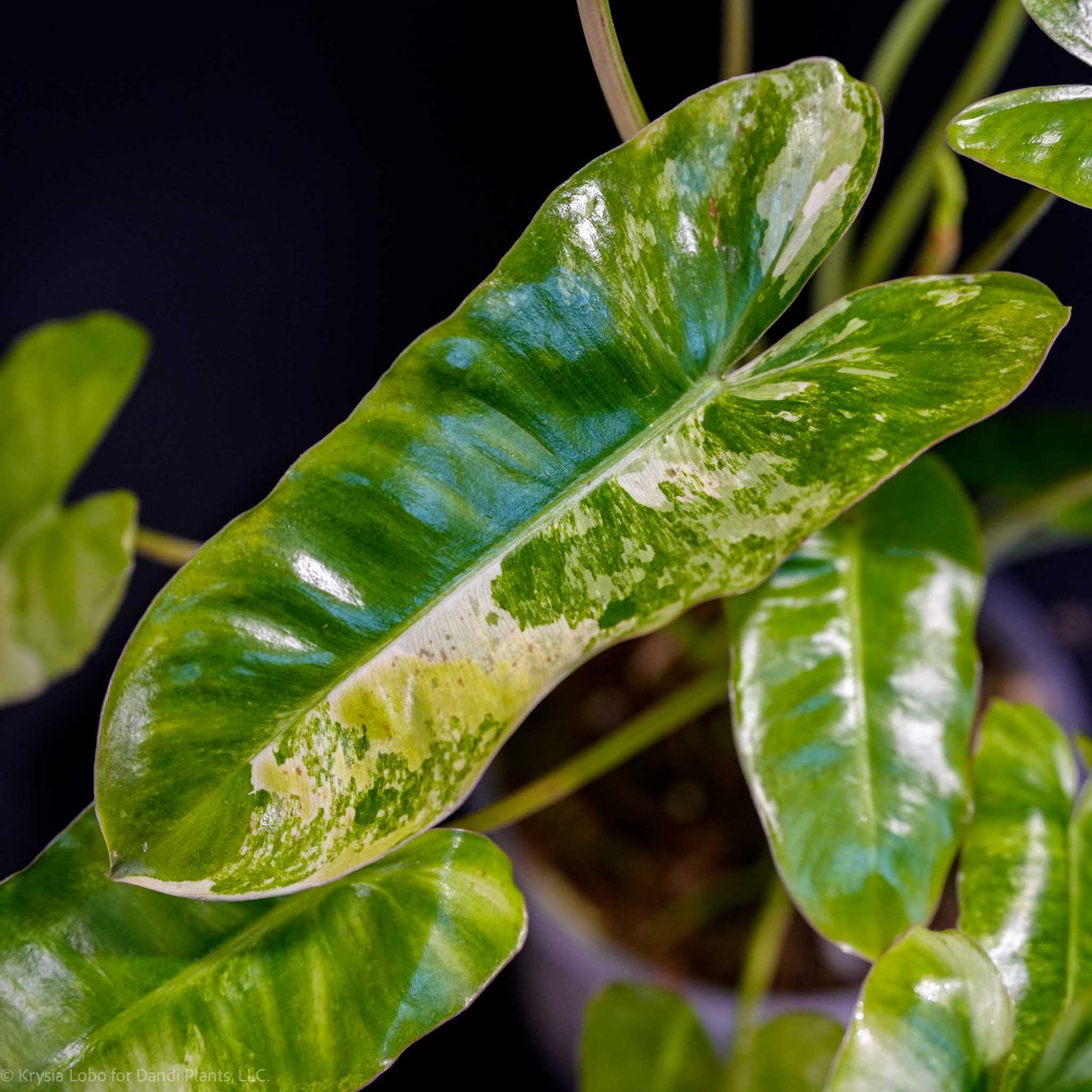 Philodendron 'Burle Marx' Tricolor Variegated (Grower's Choice)