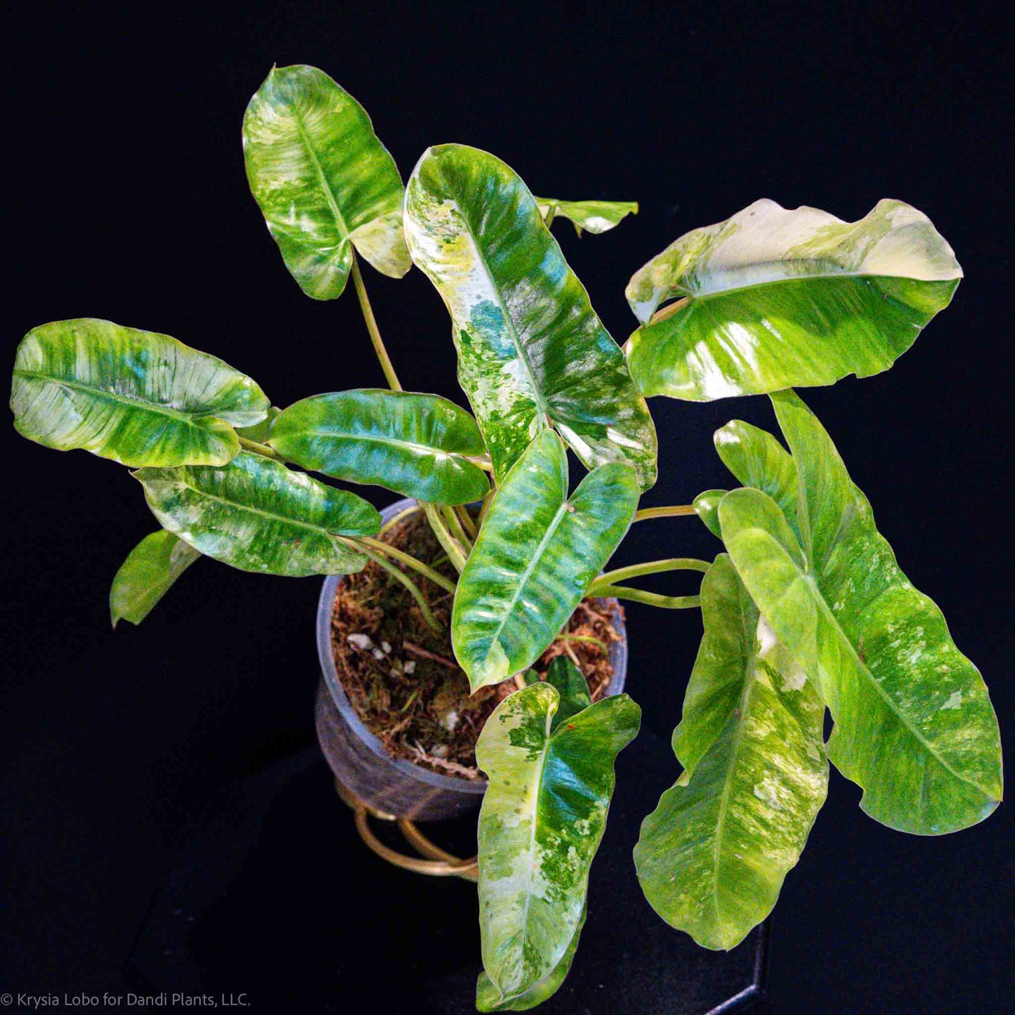 Philodendron 'Burle Marx' Tricolor Variegated (Grower's Choice)