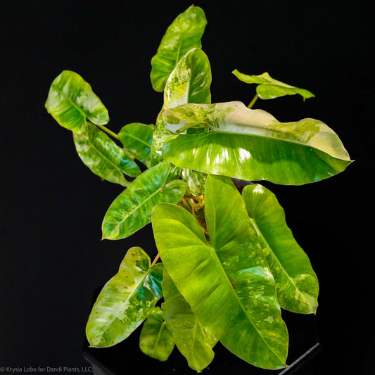 Philodendron 'Burle Marx' Tricolor Variegated (Grower's Choice)