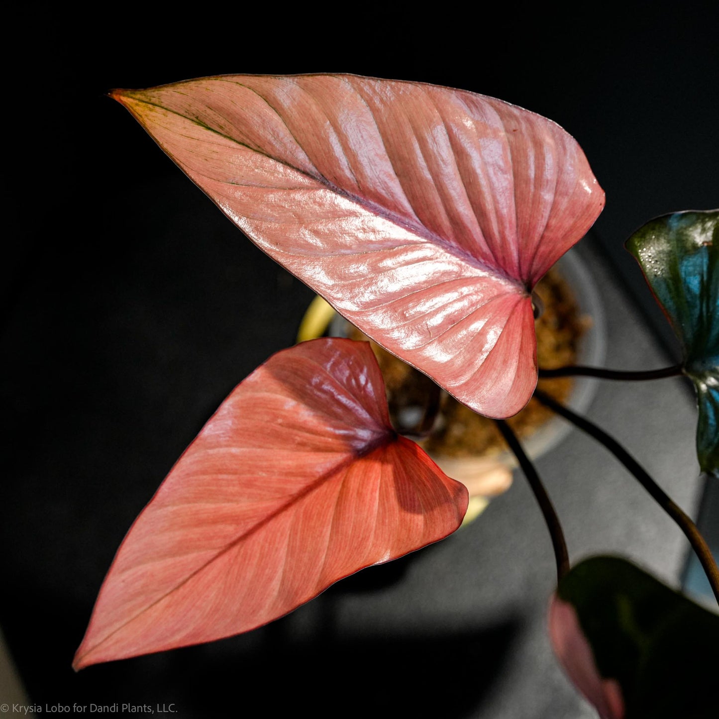 Homalomena Cf. Aromatica (Spreng.) Variegated 'Pink Diamond' (SD47-01)