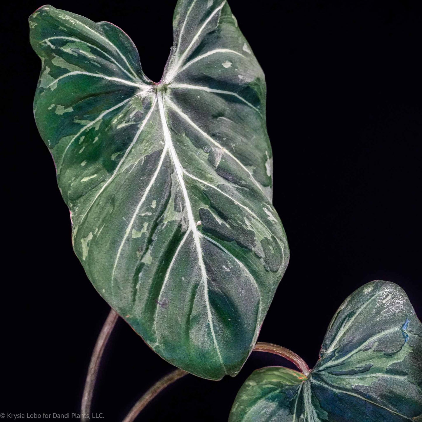 Philodendron Gloriosum 'Snow Leopard' Variegated *Type 3* (Grower's Choice)