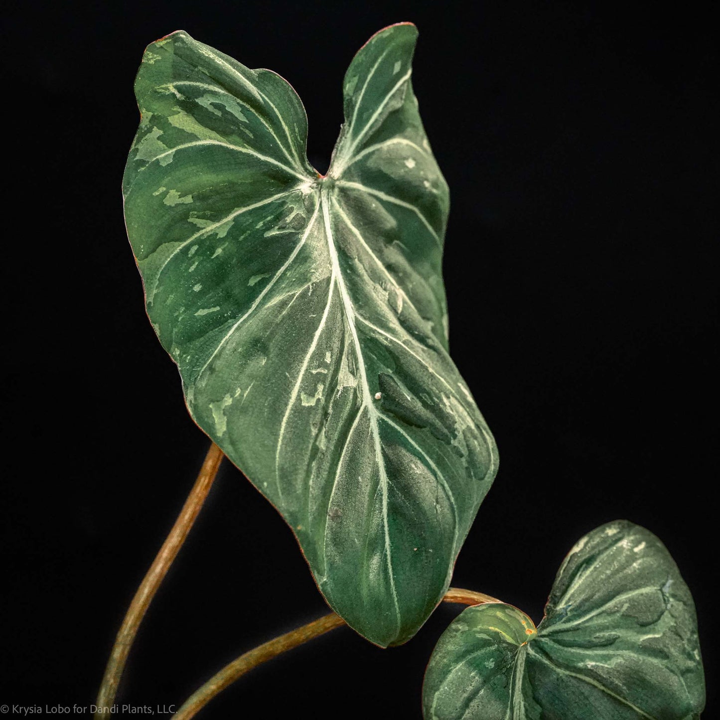 Philodendron Gloriosum 'Snow Leopard' Variegated *Type 3* (Grower's Choice)