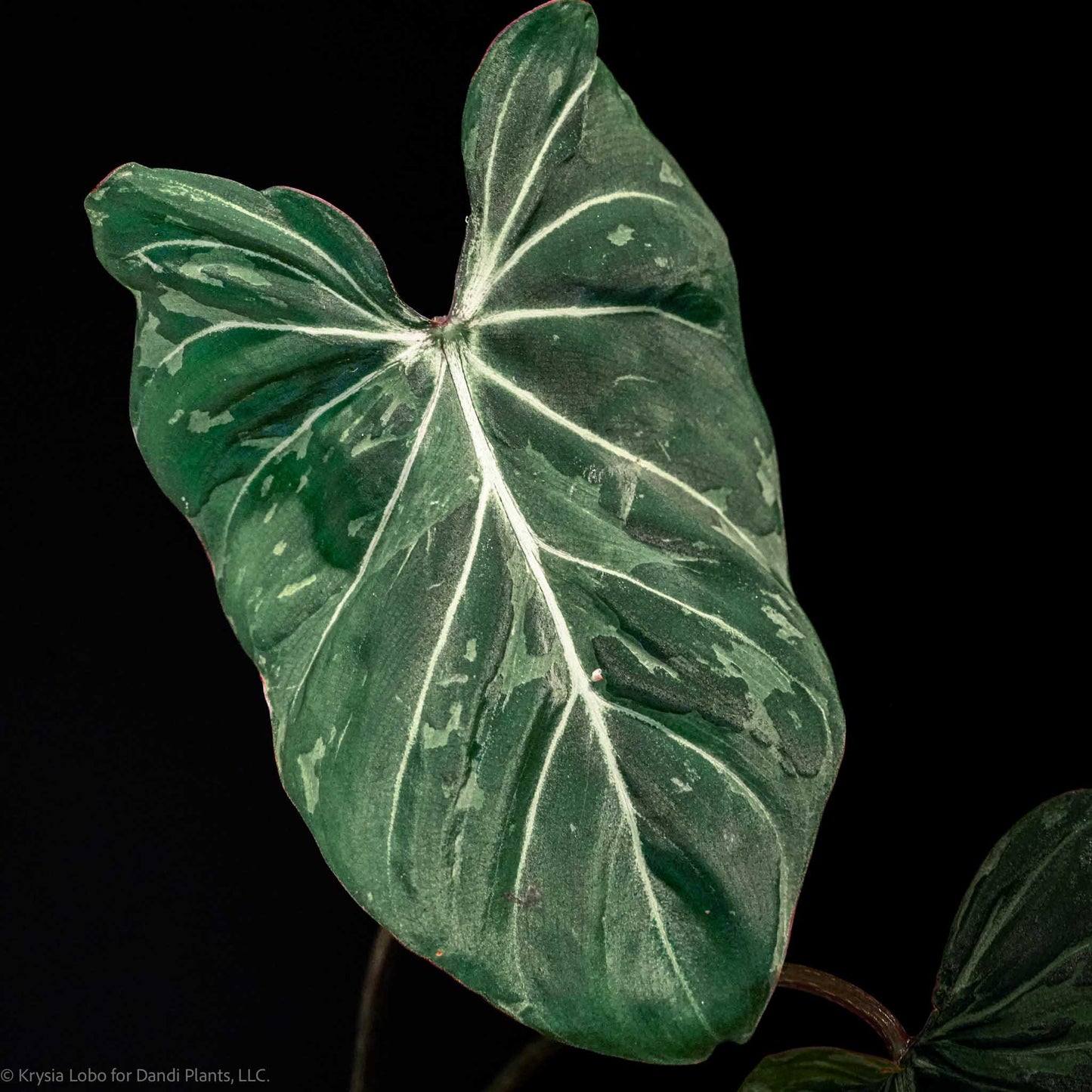 Philodendron Gloriosum 'Snow Leopard' Variegated *Type 3* (Grower's Choice)