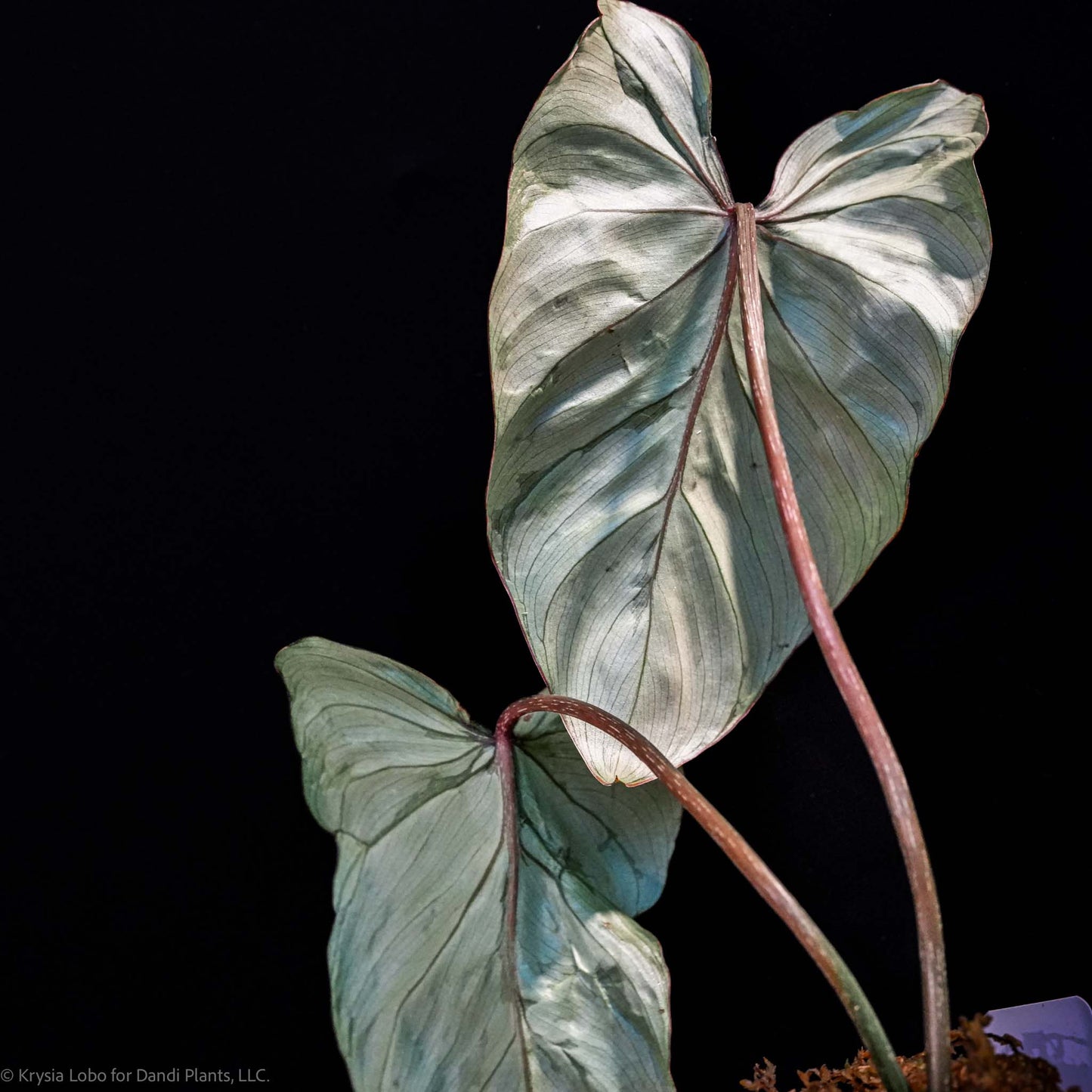 Philodendron Gloriosum 'Snow Leopard' Variegated *Type 3* (Grower's Choice)