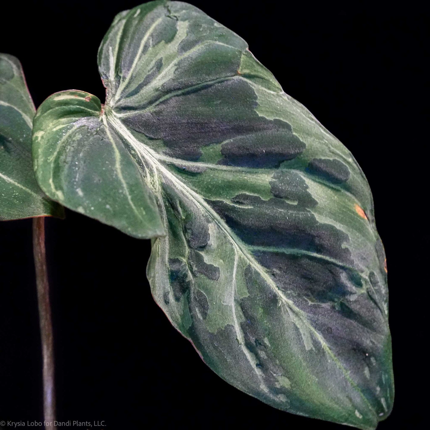 Philodendron Gloriosum 'Snow Leopard' Variegated *Type 3* (Grower's Choice)