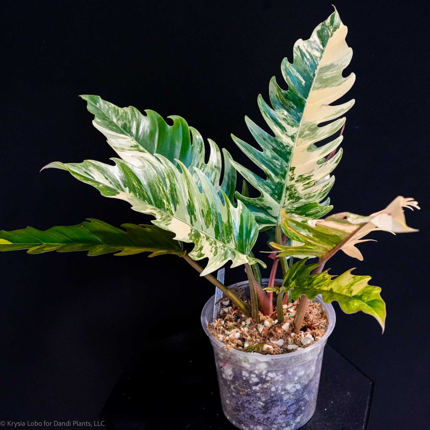 Philodendron 'Caramel Marble' Variegated (SD47-01)