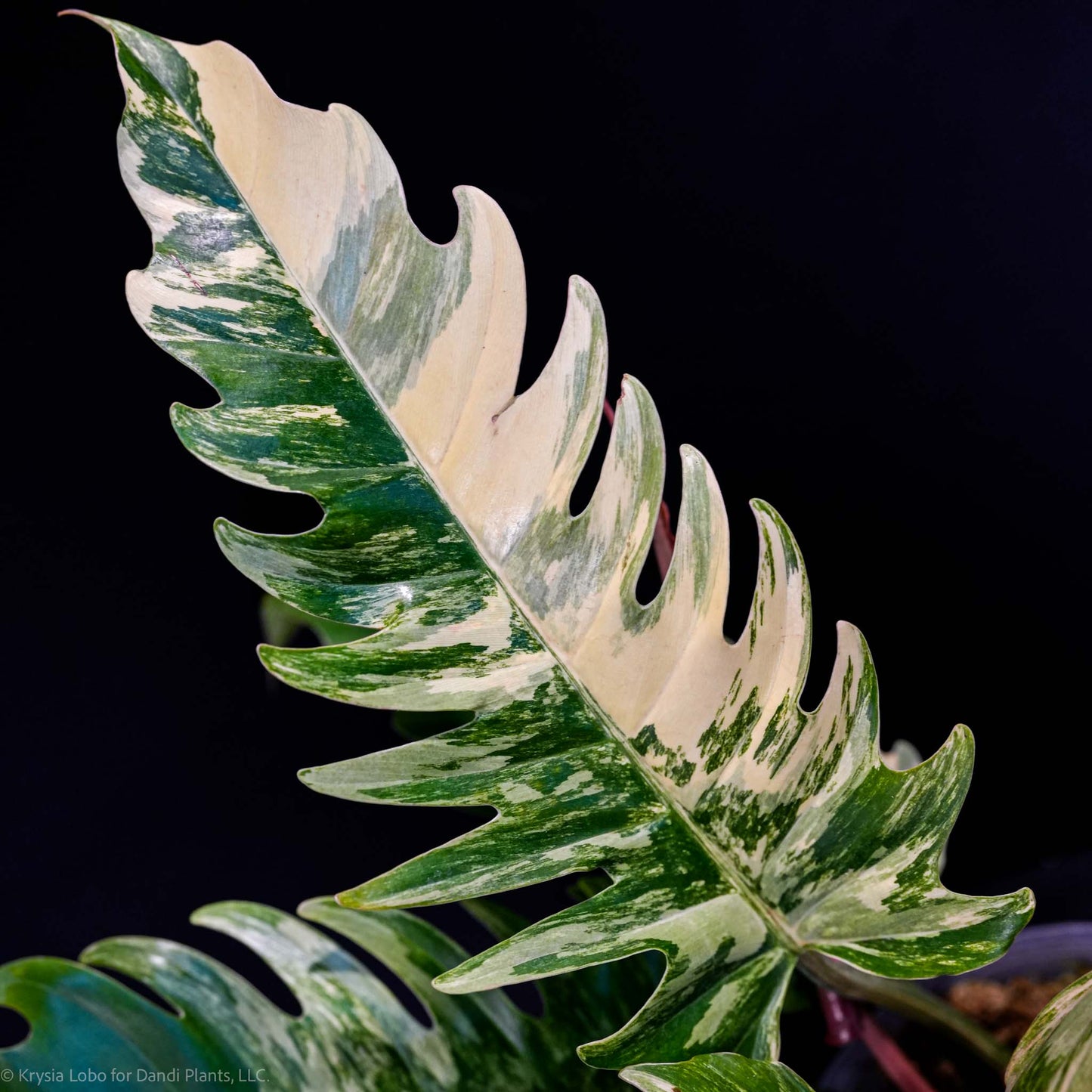 Philodendron 'Caramel Marble' Variegated (SD47-01)