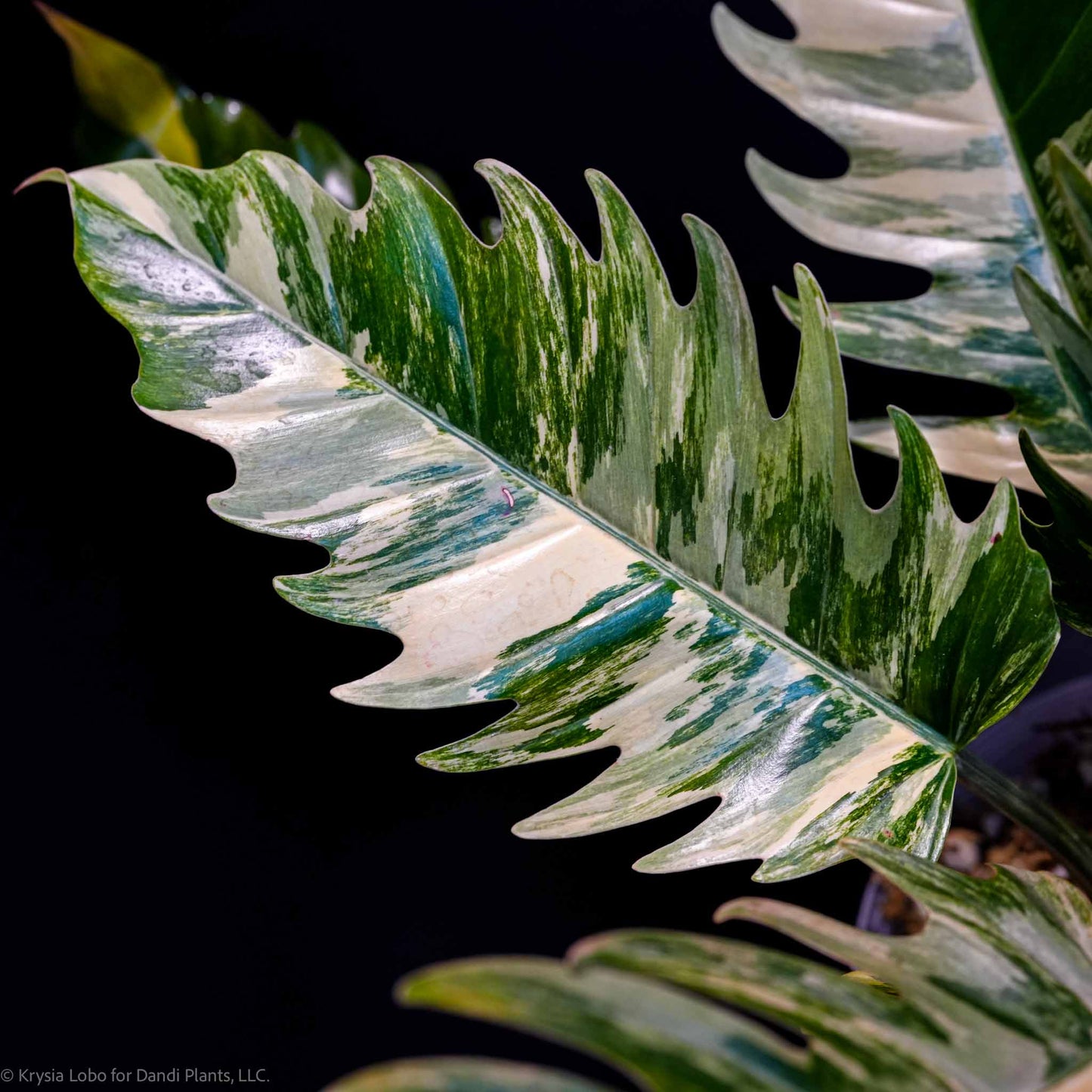 Philodendron 'Caramel Marble' Variegated (SD47-01)