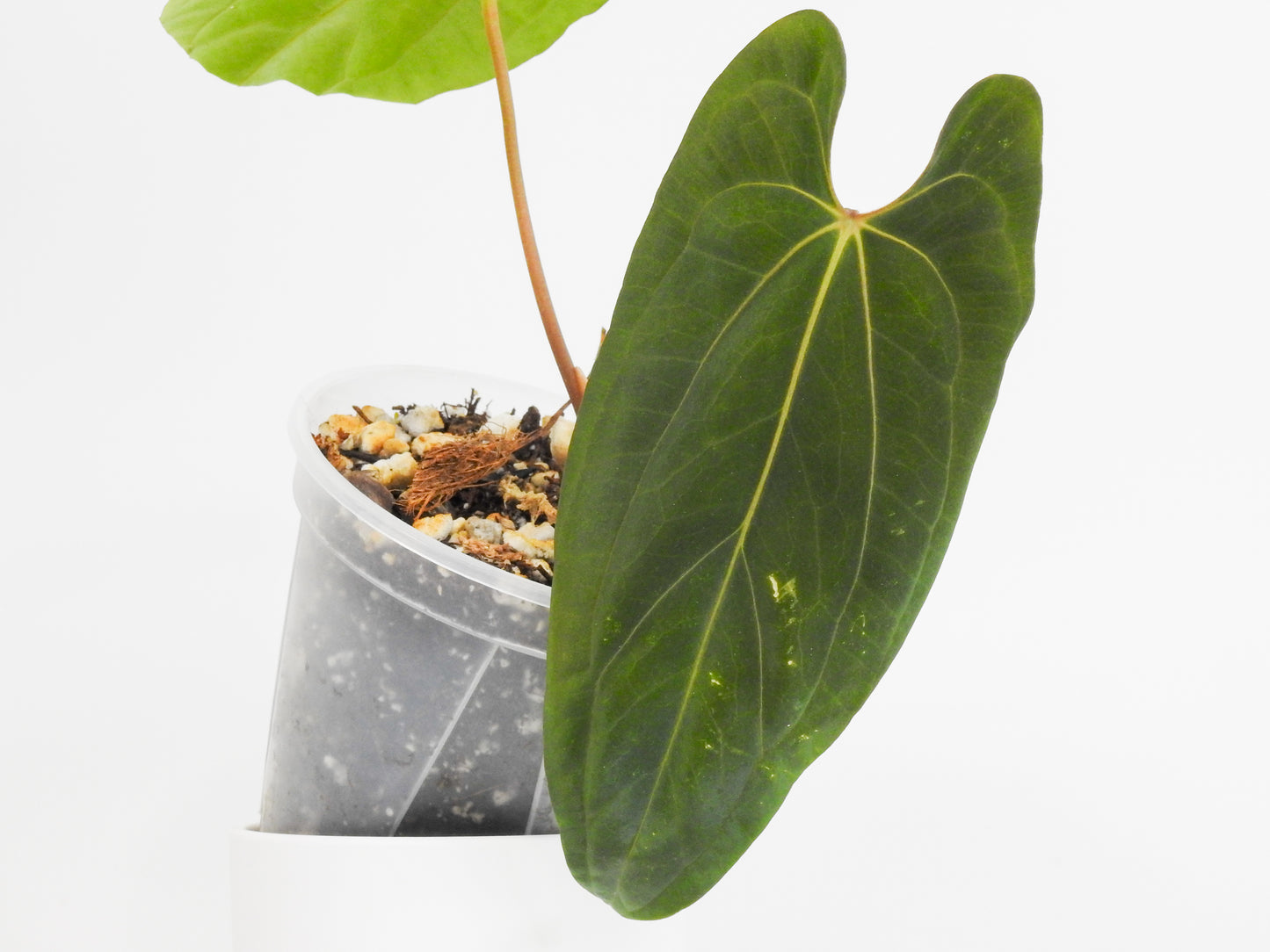 Anthurium Dark Phoenix x Papillilanimum (RLFS) (3003)