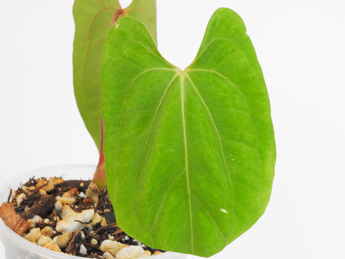 Anthurium Dark Phoenix x Papillilanimum (RLFS) (3003)