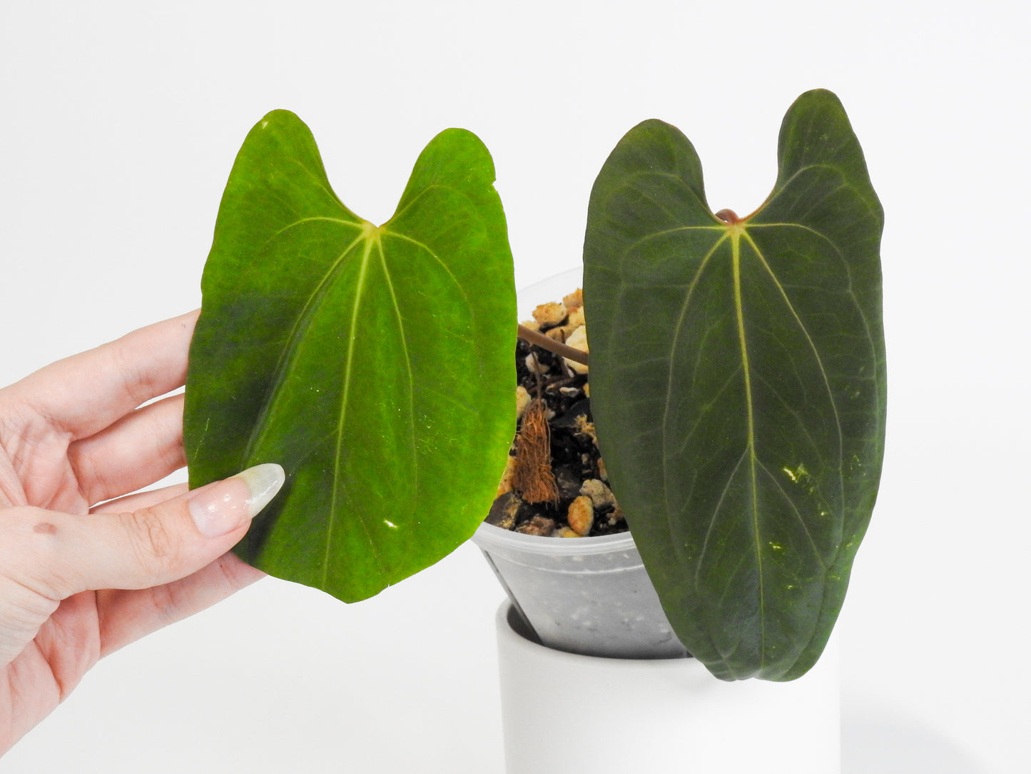 Anthurium Dark Phoenix x Papillilanimum (RLFS) (3003)