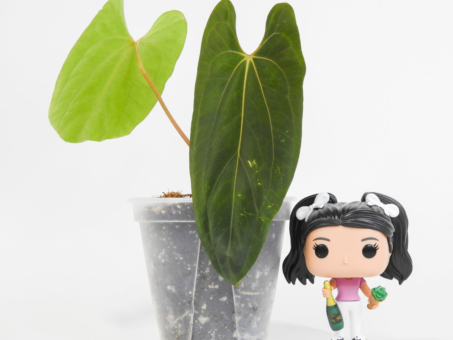 Anthurium Dark Phoenix x Papillilanimum (RLFS) (3003)