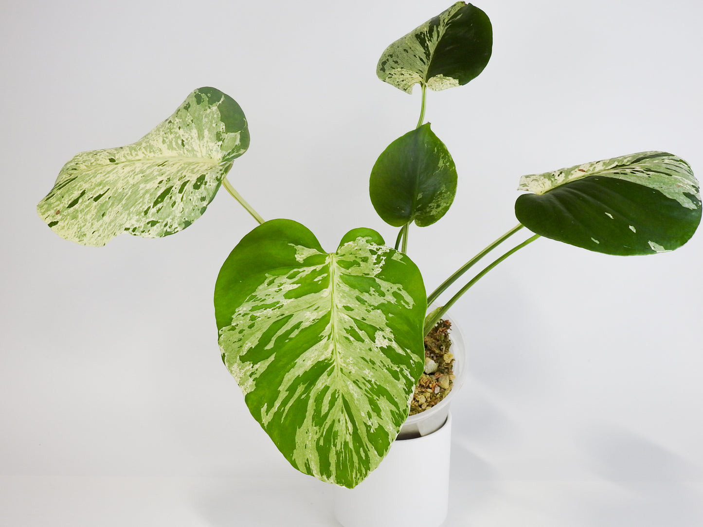 Monstera Deliciosa 'Vietciosa' (3001)