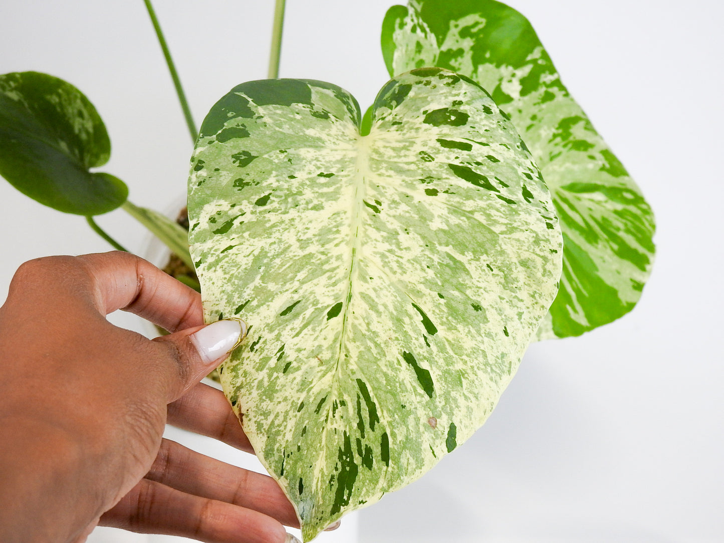Monstera Deliciosa 'Vietciosa' (3001)