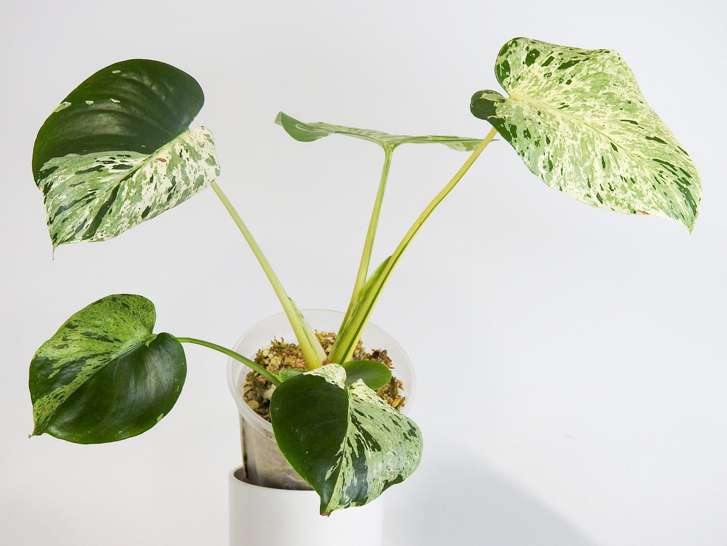 Monstera Deliciosa 'Vietciosa' (3001)
