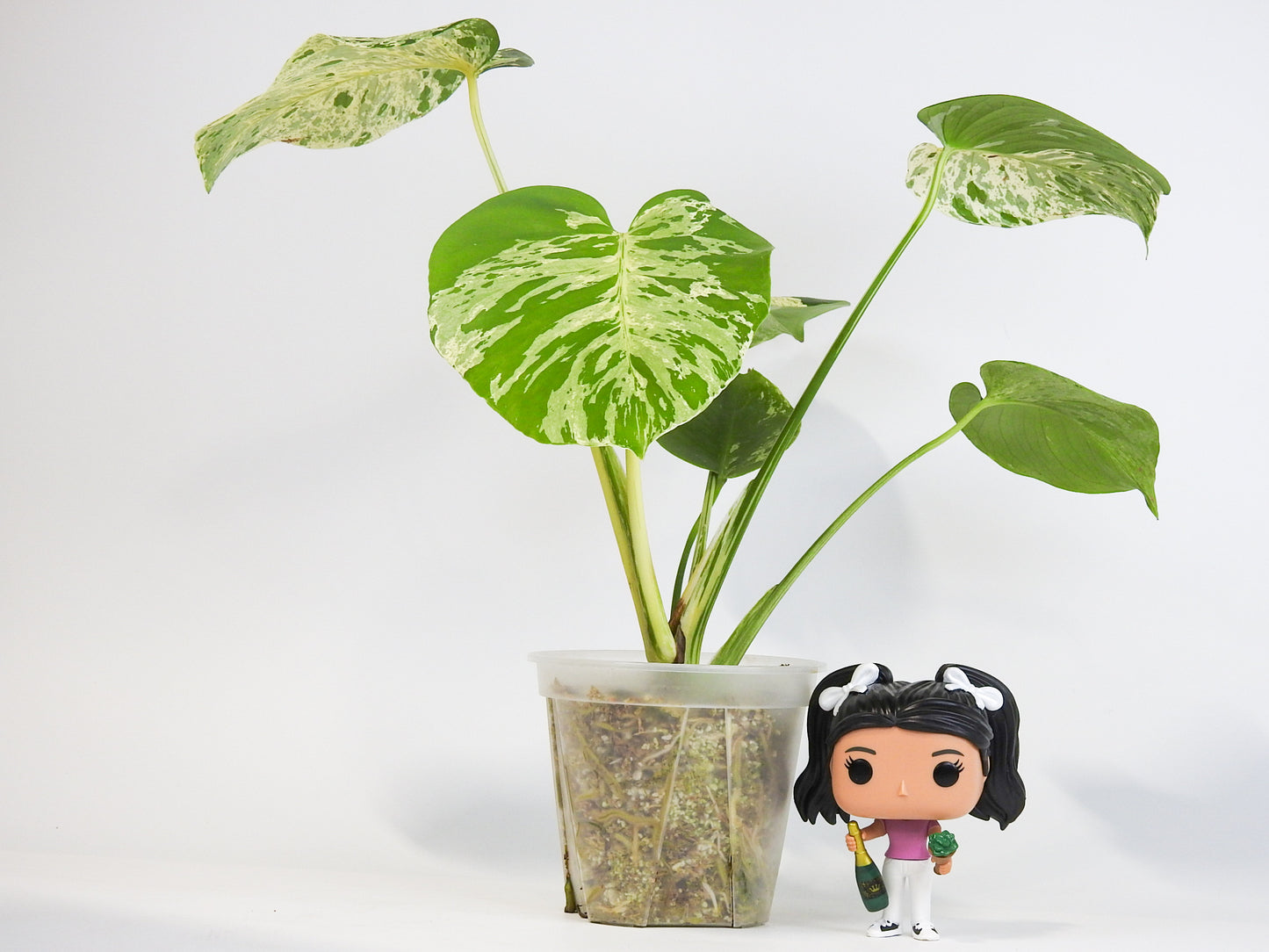 Monstera Deliciosa 'Vietciosa' (3001)