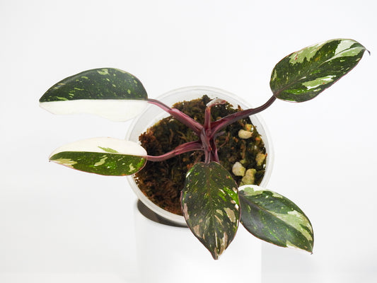 Philodendron Red Anderson (South American- Non TC) (3002)