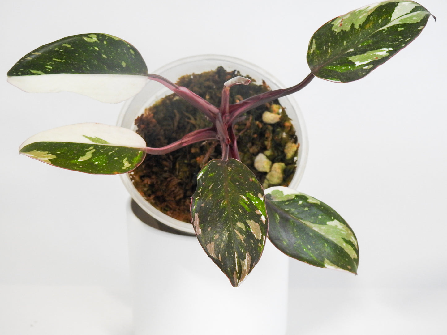 Philodendron Red Anderson (South American- Non TC) (3002)