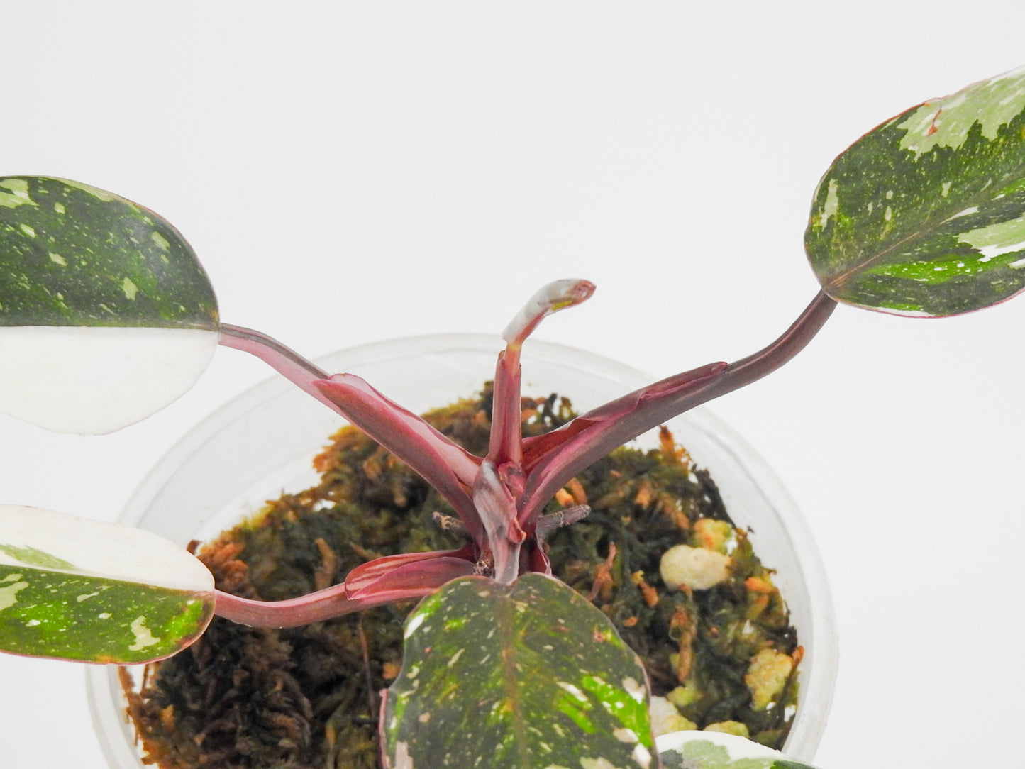 Philodendron Red Anderson (South American- Non TC) (3002)