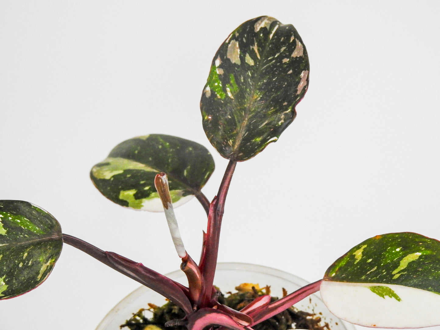 Philodendron Red Anderson (South American- Non TC) (3002)