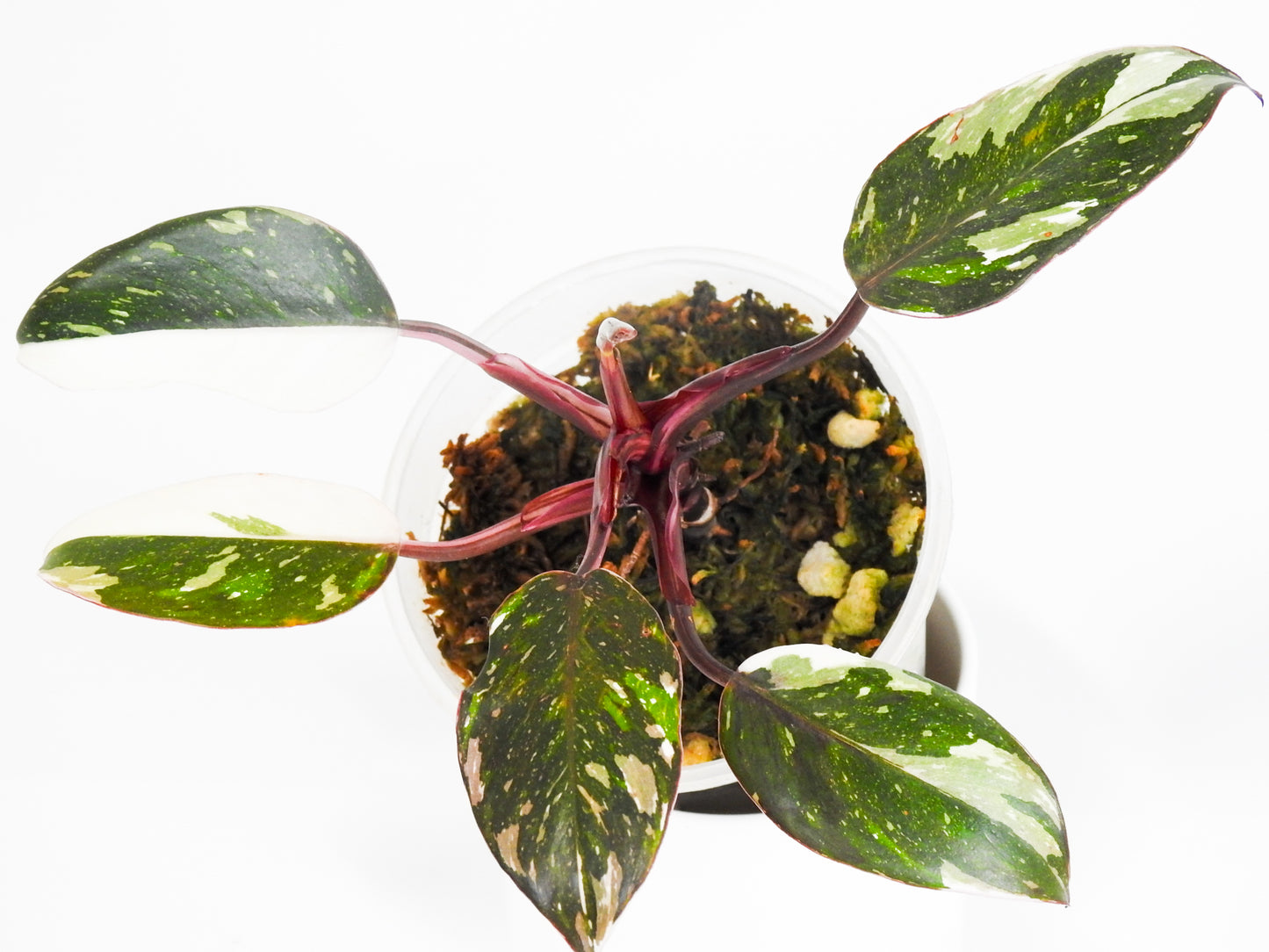 Philodendron Red Anderson (South American- Non TC) (3002)