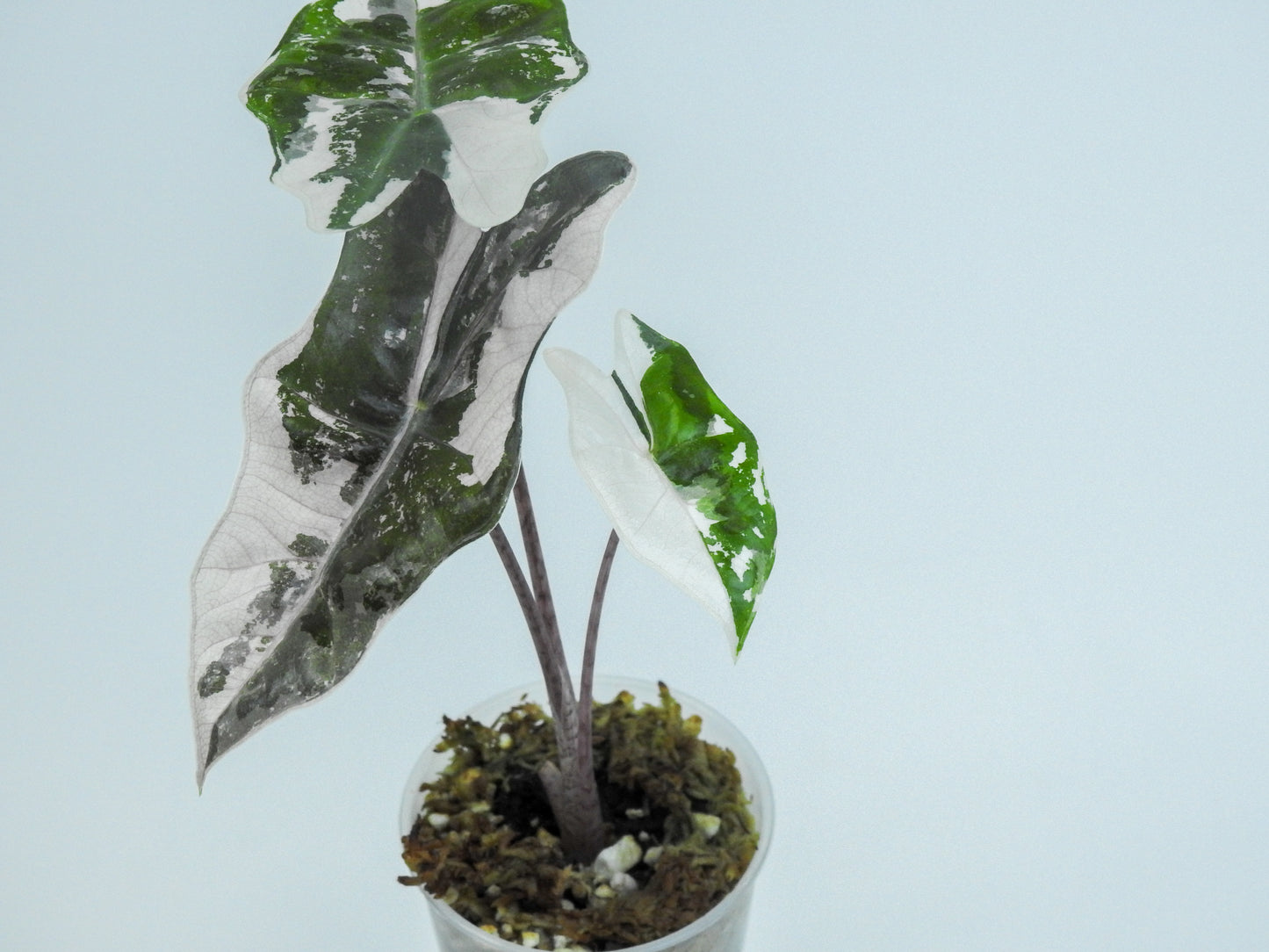 Alocasia Sanderiana Pink (3006)