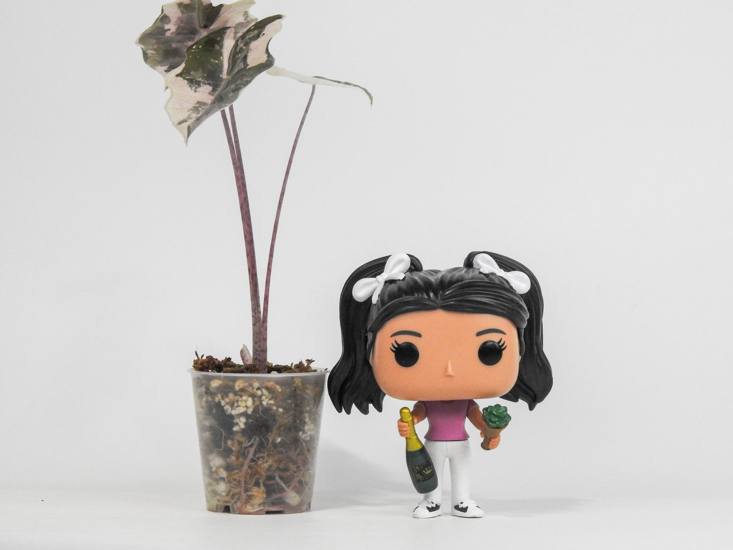 Alocasia Sanderiana Pink (3006)