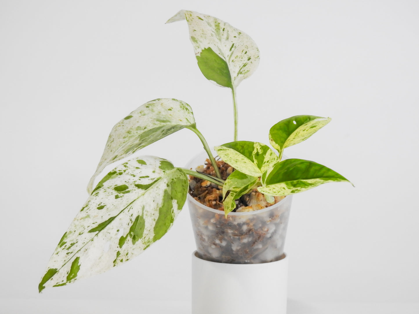 Epipremnum Pinnatum Marble (3005)