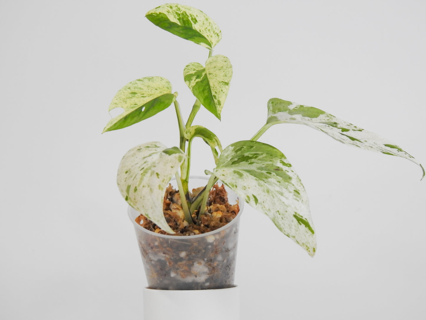 Epipremnum Pinnatum Marble (3005)