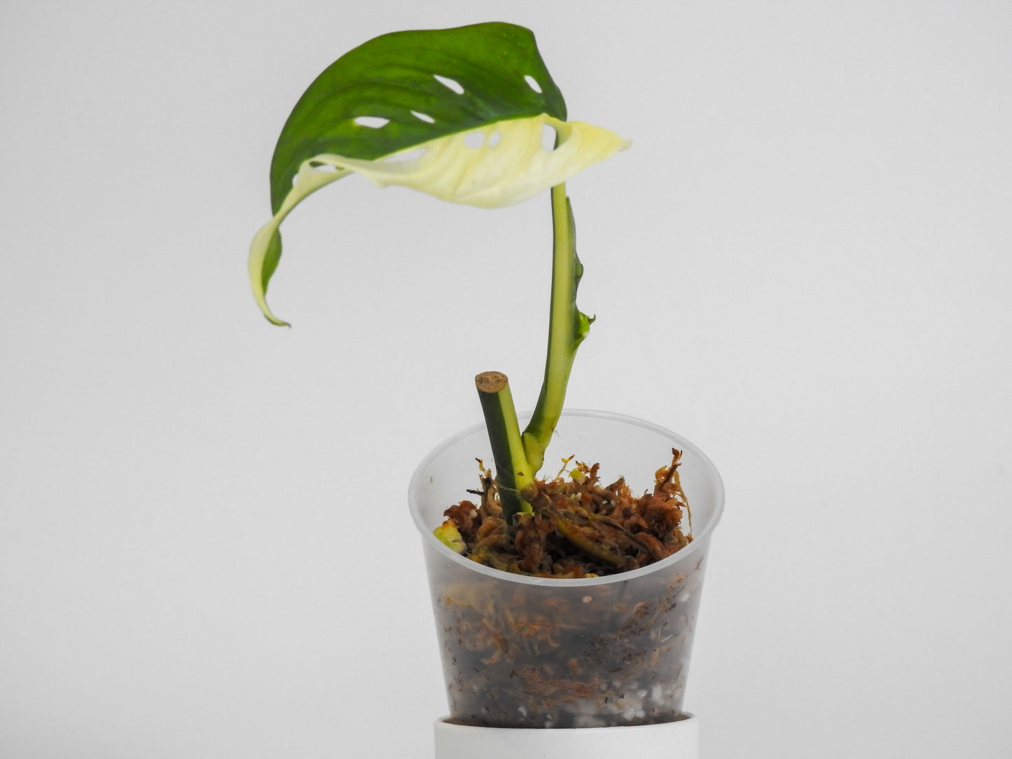 Monstera 'Adansonii' Albo Variegated (3004)