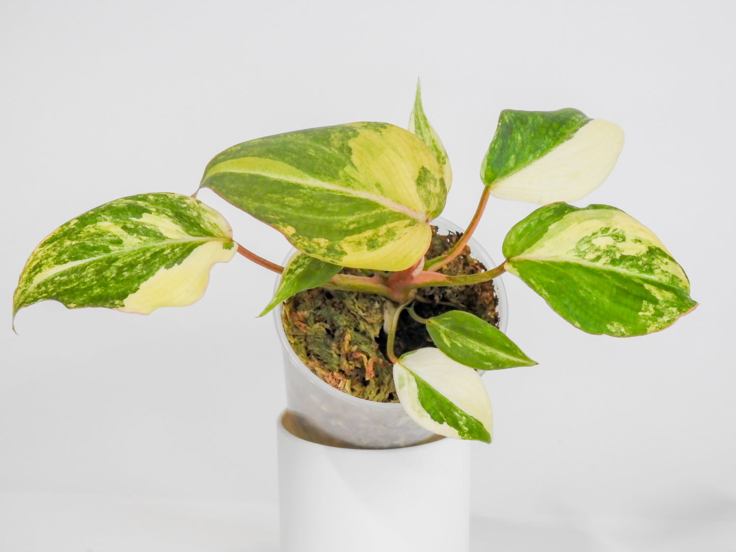 Philodendron Gloriosum Variegated Type 2 (3008)