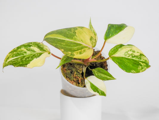 Philodendron Gloriosum Variegated Type 2 (3008)