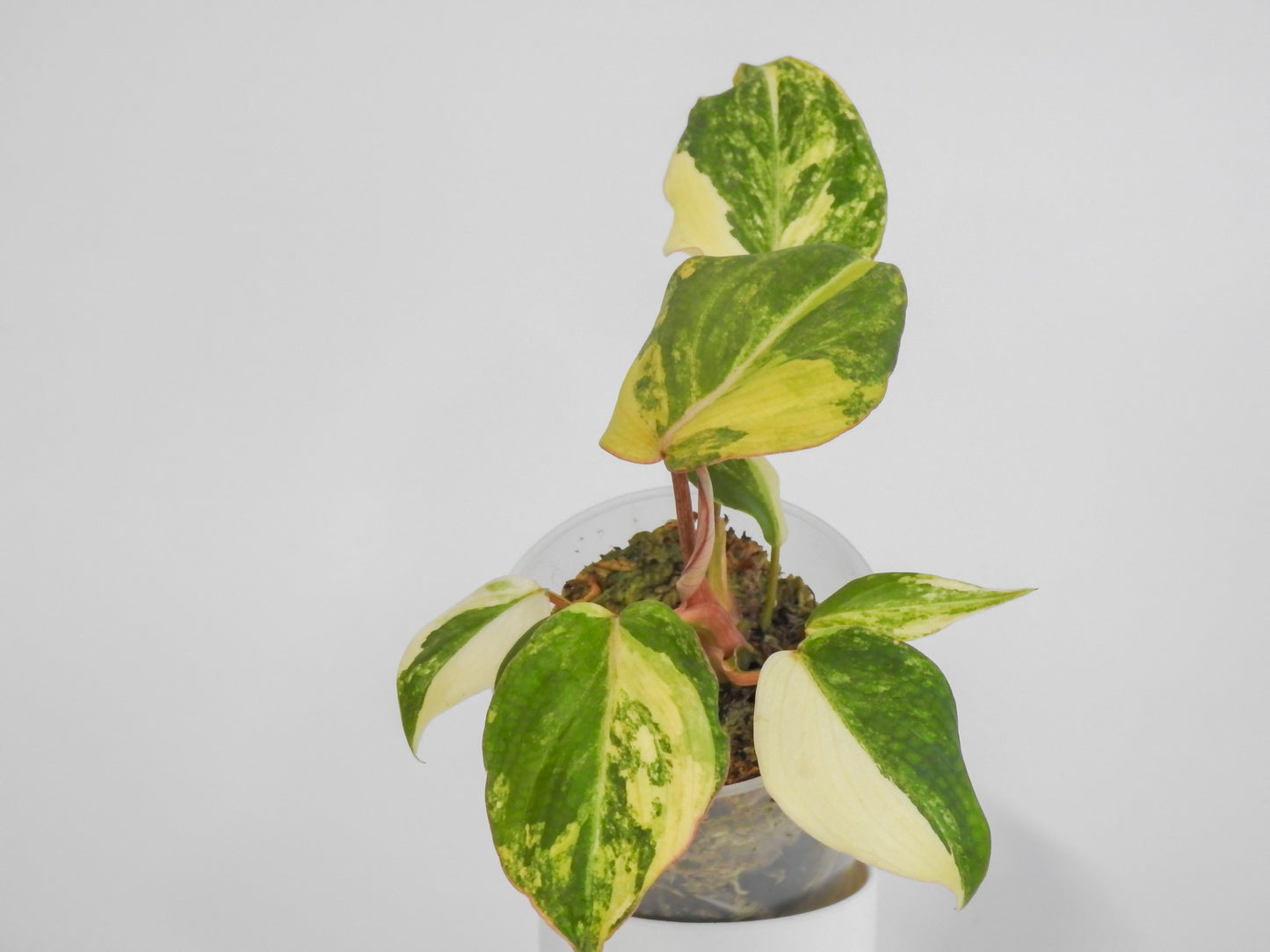 Philodendron Gloriosum Variegated Type 2 (3008)