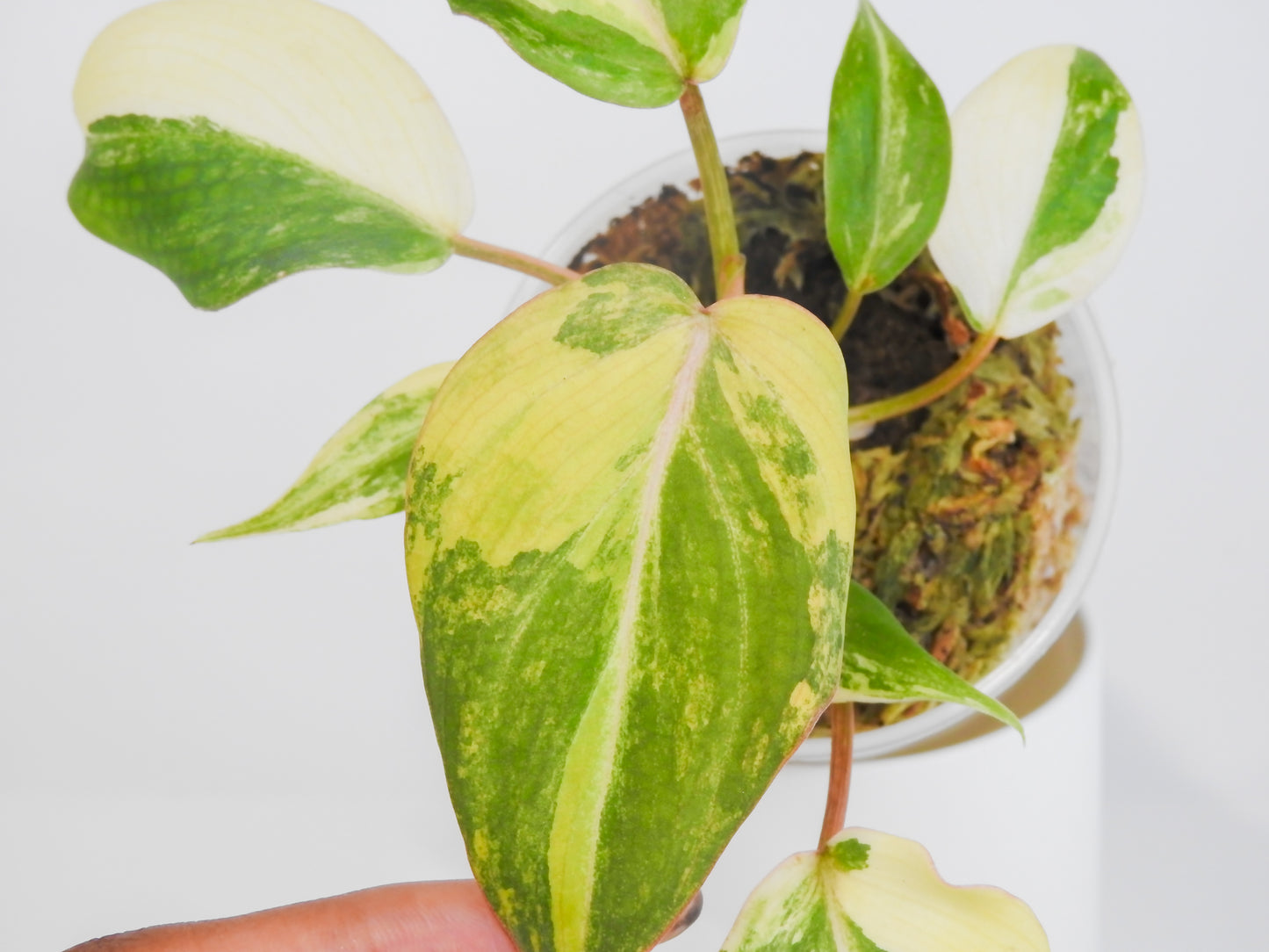 Philodendron Gloriosum Variegated Type 2 (3008)