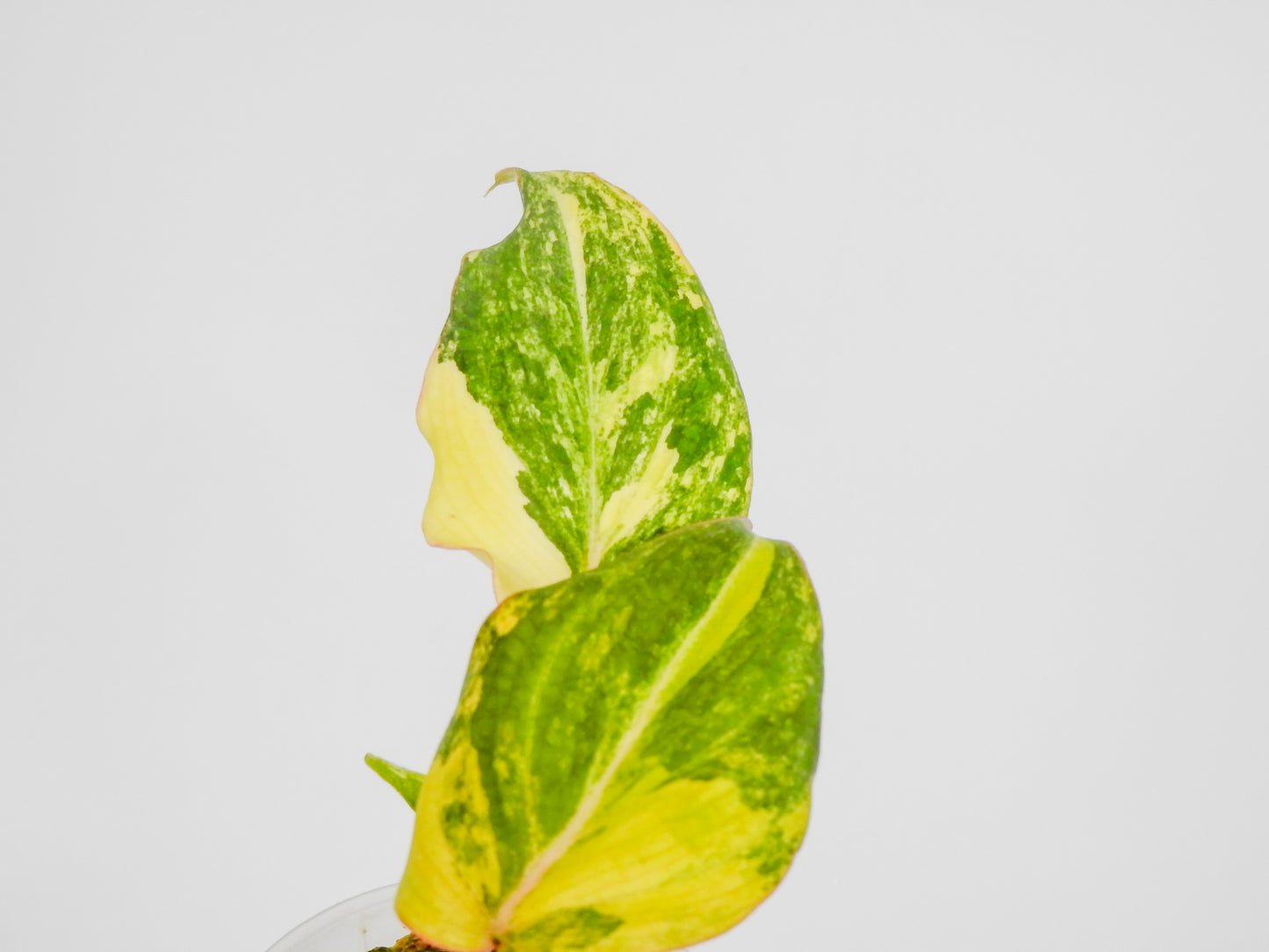 Philodendron Gloriosum Variegated Type 2 (3008)