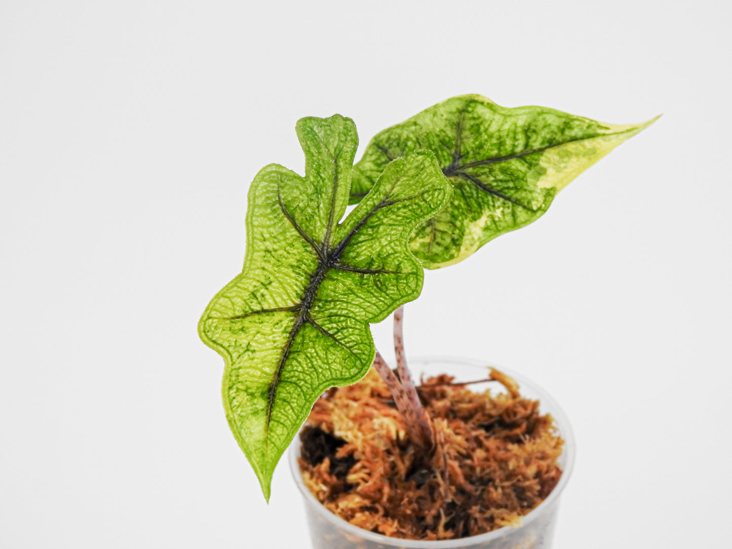 Alocasia Jacklyn "Mystic" Variegated (3007)