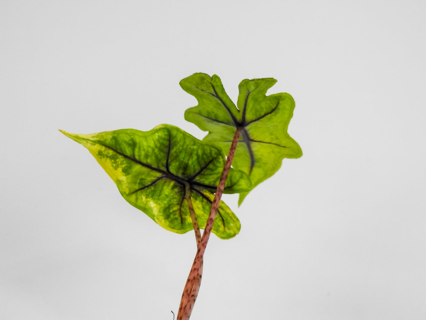 Alocasia Jacklyn "Mystic" Variegated (3007)