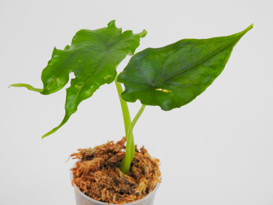 Alocasia Heterophylla 'Dragon's Breath' *mutated* (3013)