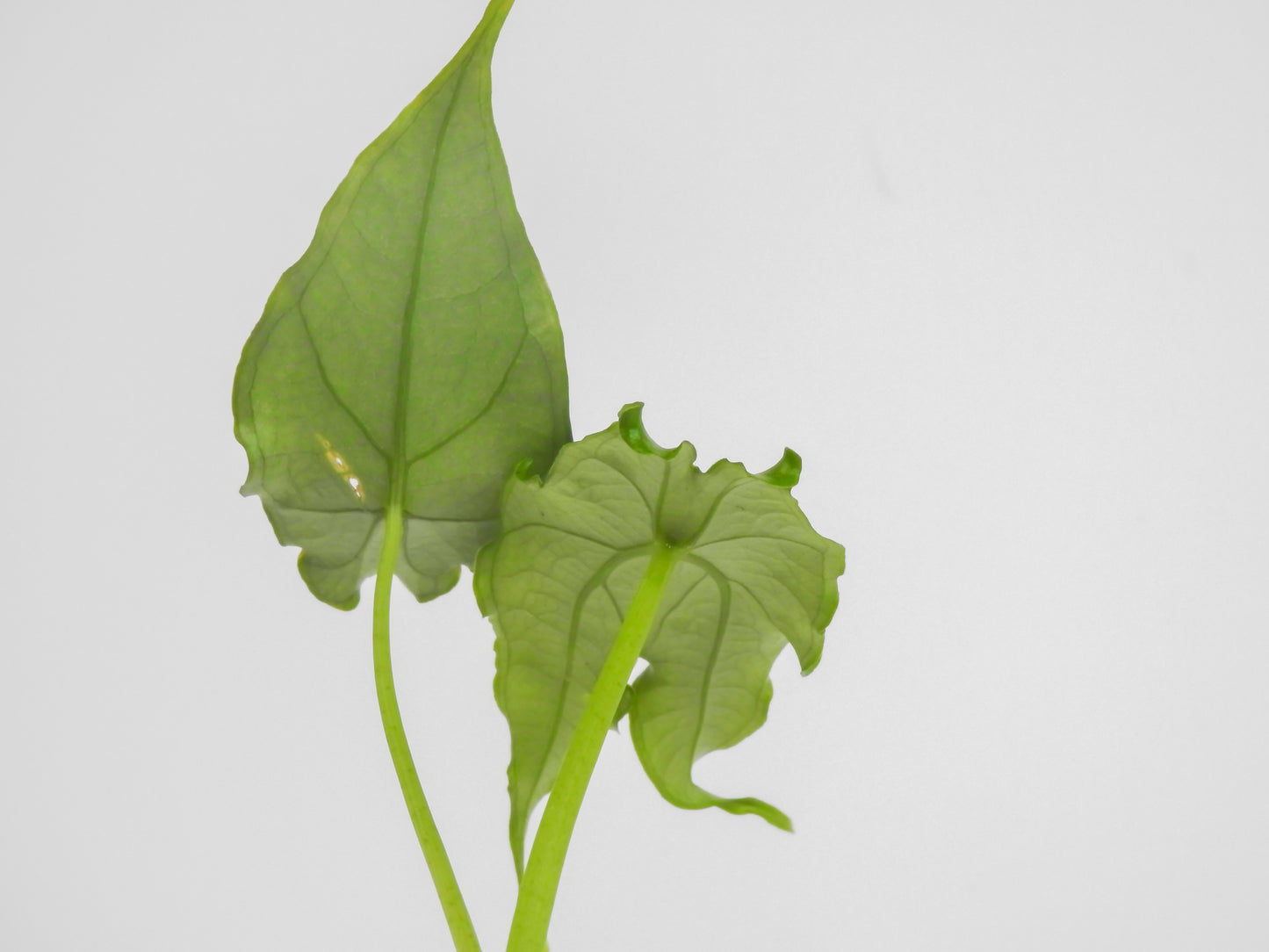 Alocasia Heterophylla 'Dragon's Breath' *mutated* (3013)