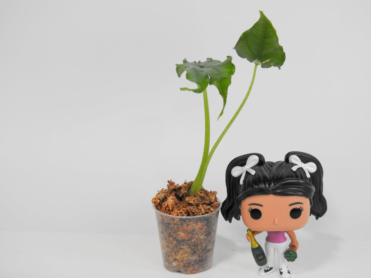 Alocasia Heterophylla 'Dragon's Breath' *mutated* (3013)