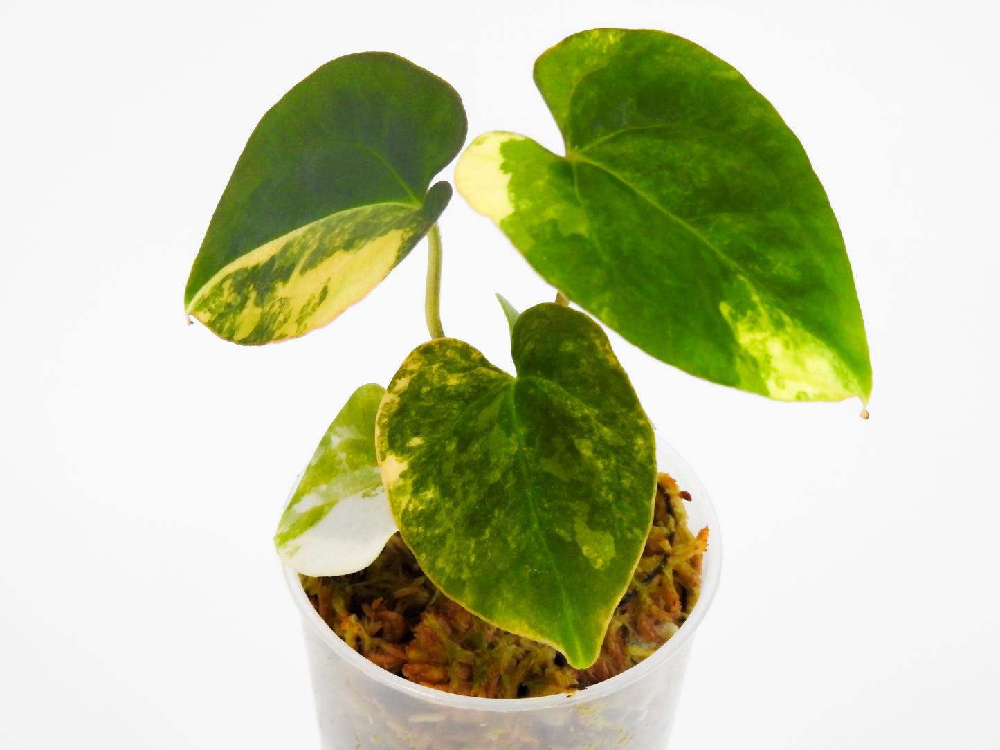 Anthurium Papilliminum Variegated x RVDP (3012)