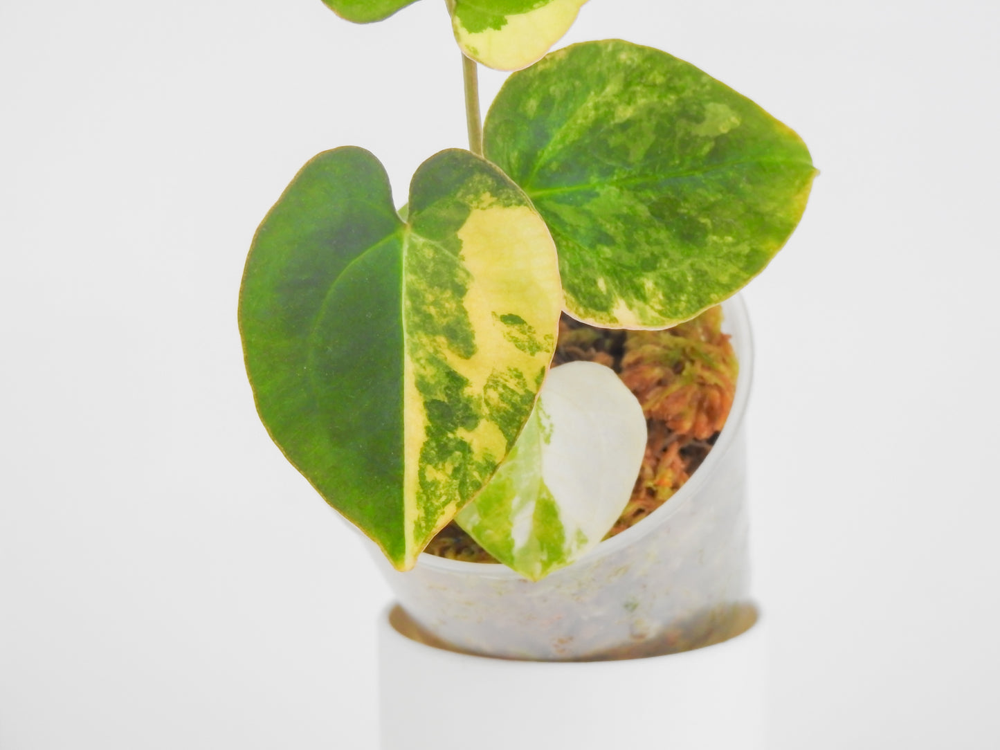 Anthurium Papilliminum Variegated x RVDP (3012)