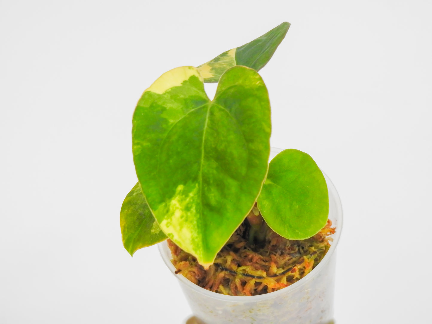 Anthurium Papilliminum Variegated x RVDP (3012)