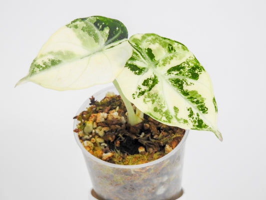 Alocasia 'Black Velvet' Ninja Albo (3011)