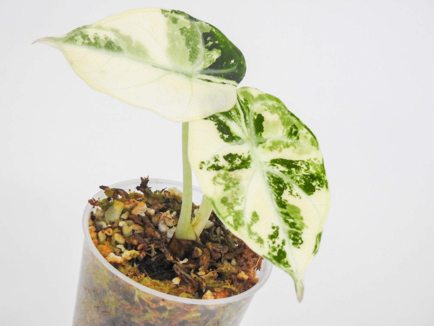 Alocasia 'Black Velvet' Ninja Albo (3011)