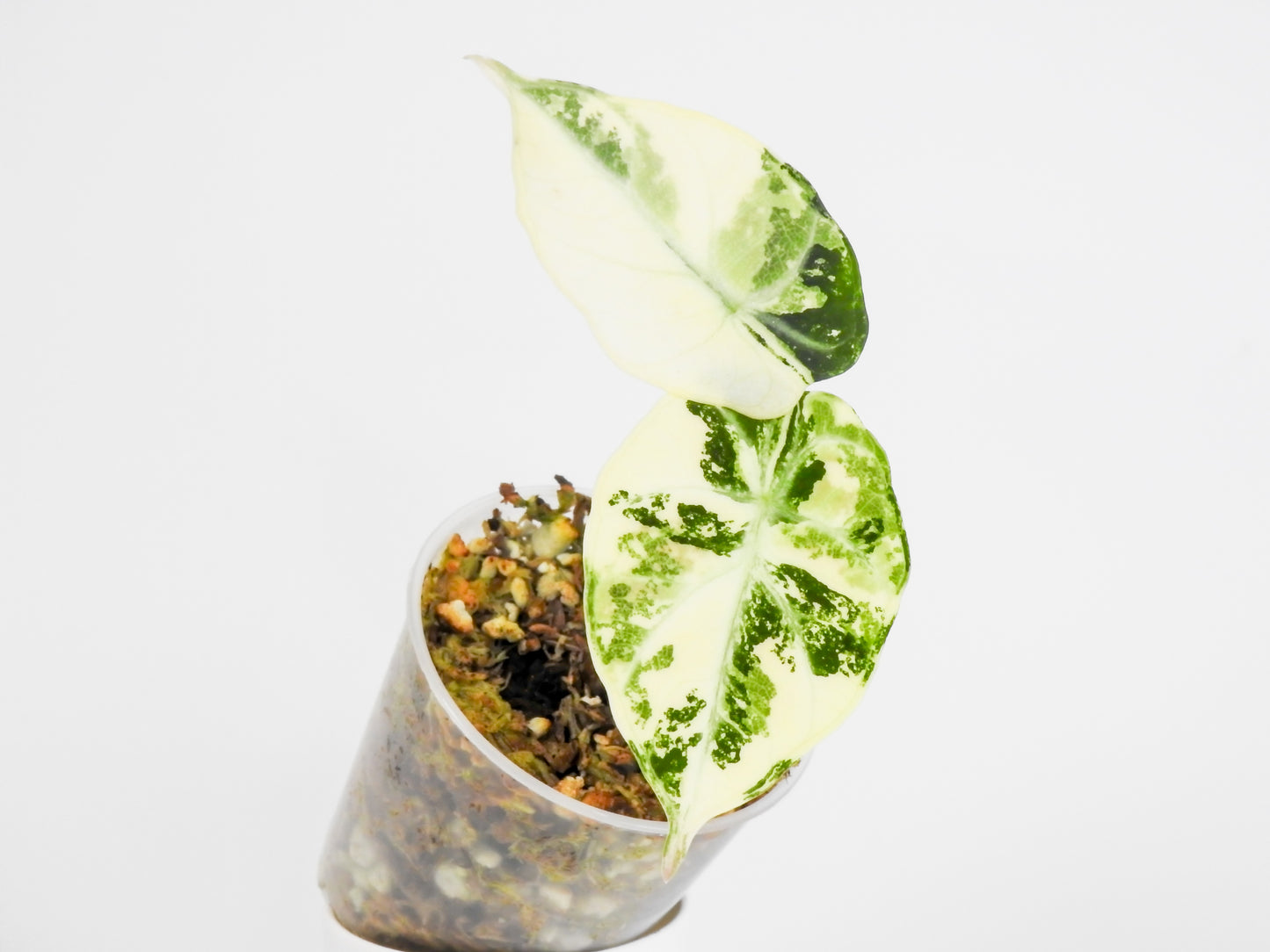 Alocasia 'Black Velvet' Ninja Albo (3011)