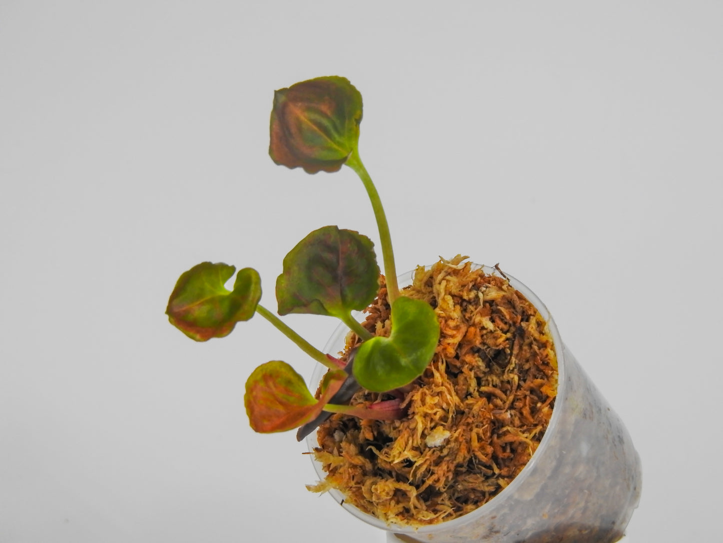 Syngonium 'Strawberry Ice' (3015)