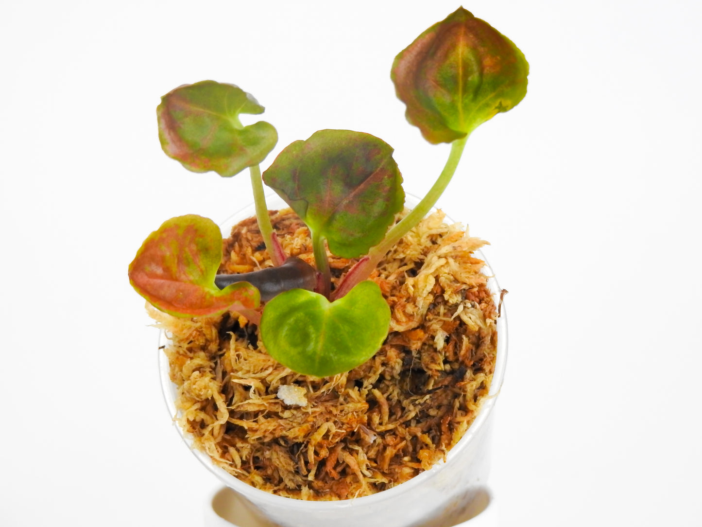 Syngonium 'Strawberry Ice' (3015)